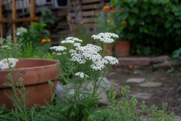 Coada șoricelului (Achillea millefolium) – sfaturi pentru plantare, creștere și întreținere