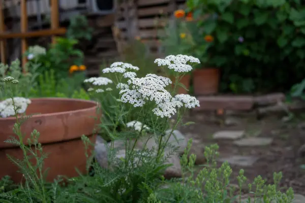 Coada șoricelului (Achillea millefolium) – sfaturi pentru plantare, creștere și întreținere
