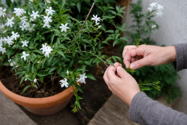 Iasomia de grădină (Jasminum officinale): ghid de plantare și întreținere