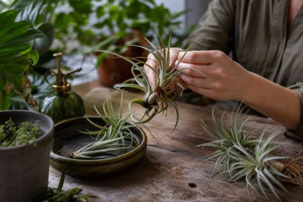 Tillandsia (Tillandsia ionantha) – plantare, îngrijire și greșeli de evitat