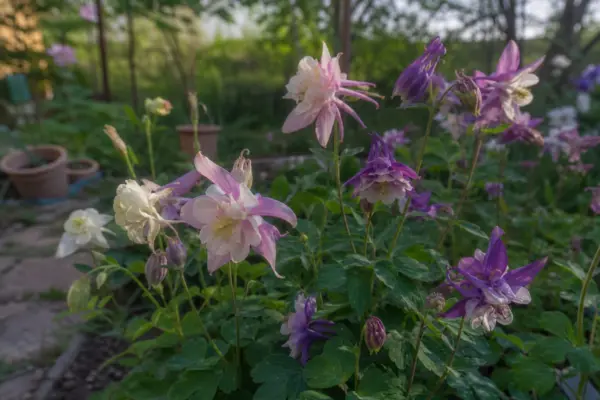 Căldărușa (Aquilegia vulgaris) – ghid complet de cultivare și îngrijire