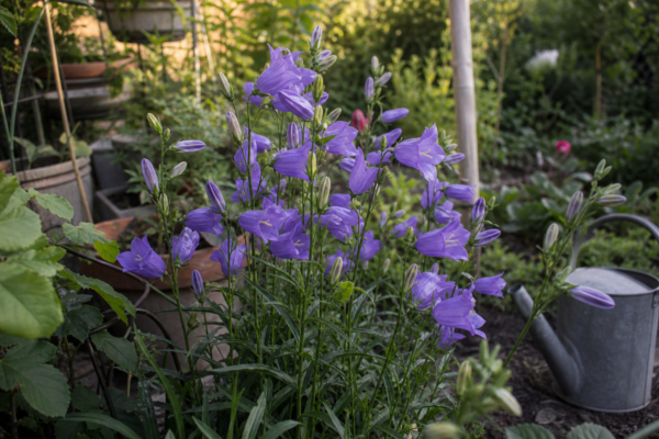 Campanula persicifolia – sfaturi pentru plantare, creștere și întreținere