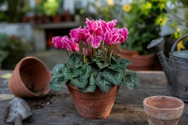 Ciclama (Cyclamen persicum) – sfaturi de plantare și îngrijire