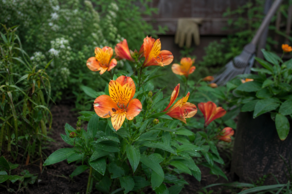 Alstroemeria aurea – sfaturi de plantare și îngrijire