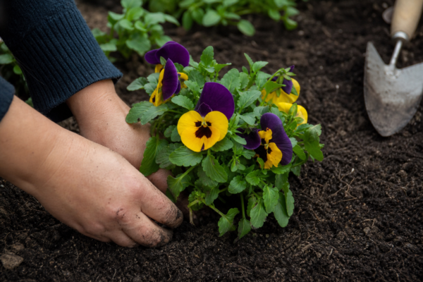 Panseluța (Viola tricolor): cum se plantează și cum se întreține