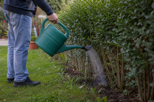 Lemn câinesc (Ligustrum ovalifolium) – plantare, udare și întreținere