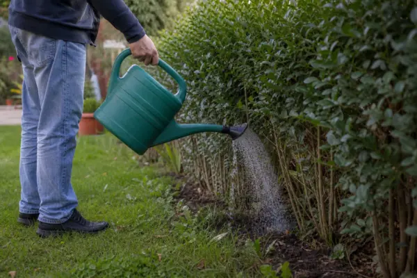 Lemn câinesc (Ligustrum ovalifolium) – plantare, udare și întreținere