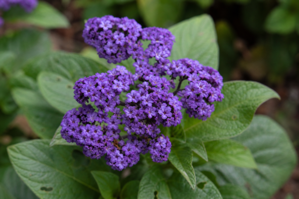 Heliotrop (Heliotropium arborescens): ghid practic de plantare și întreținere