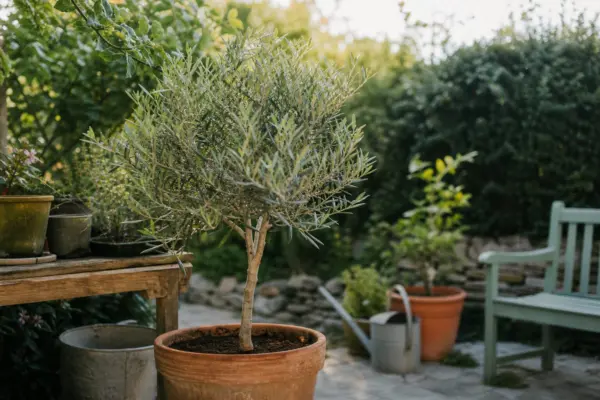 Măslin ornamental (Olea europaea) – plantare, îngrijire și greșeli de evitat