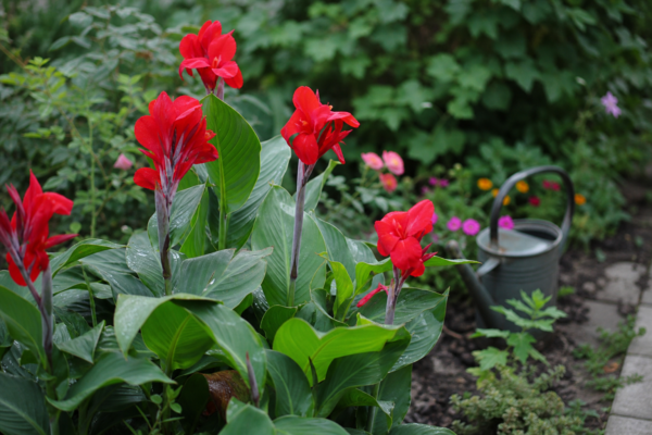 Canna indica: ce condiții cere și cum o îngrijești