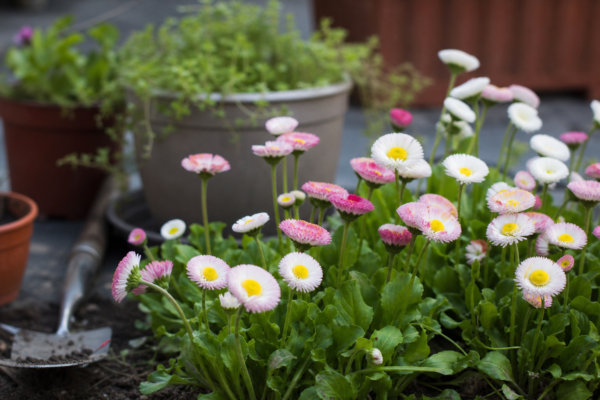 Bănuței (Bellis perennis) – tot ce trebuie să știi despre plantare și îngrijire