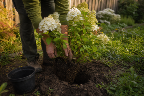 Hortensie paniculata (Hydrangea paniculata) – de la plantare la întreținerea de zi cu zi
