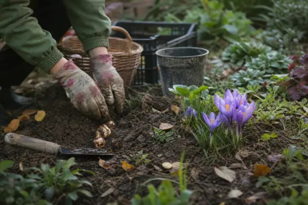 Brândușa de toamnă (Colchicum autumnale) – de la plantare la întreținerea de zi cu zi