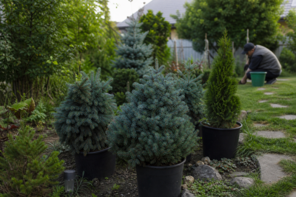 Molid argintiu (Picea pungens) – sfaturi de plantare și îngrijire