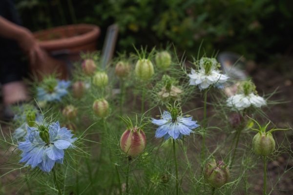 Nigella damascena – ghid complet de cultivare și îngrijire