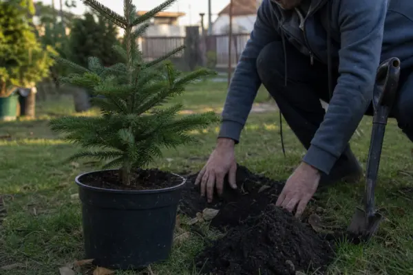 Brad de Crăciun (Abies nordmanniana) – plantare, îngrijire și greșeli de evitat