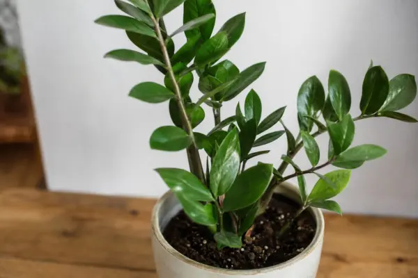 Zamioculcas (Zamioculcas zamiifolia): ghid practic de plantare și îngrijire
