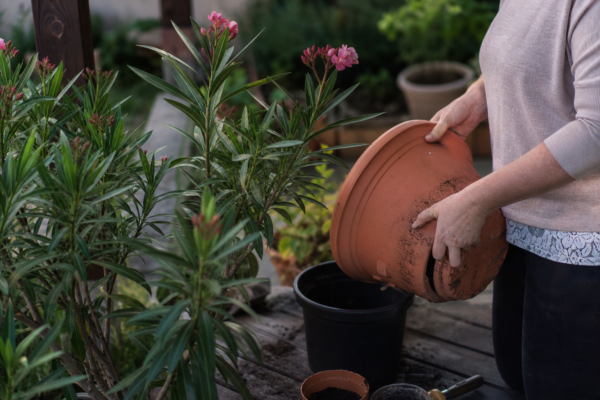 Oleandru (Nerium oleander) – de la plantare la întreținerea de zi cu zi