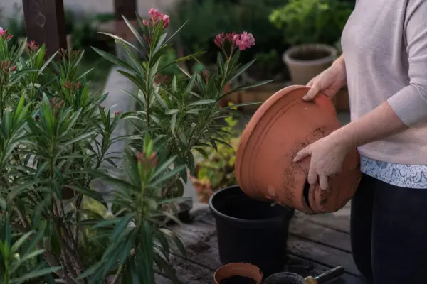 Oleandru (Nerium oleander) – de la plantare la întreținerea de zi cu zi