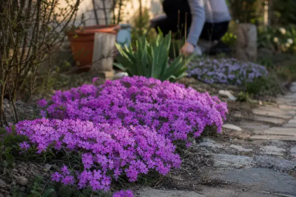 Flox târâtor (Phlox subulata) – plantare, îngrijire și greșeli de evitat