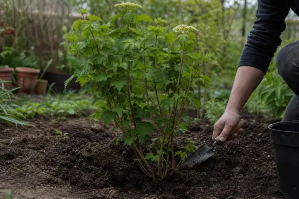 Călin (Viburnum opulus) – ghid complet de cultivare și îngrijire