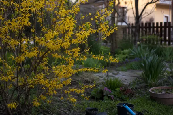 Forsythia intermedia – ghid practic de plantare și îngrijire