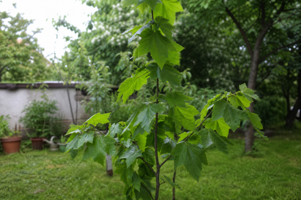 Platan (Platanus acerifolia) – plantare, îngrijire și greșeli de evitat