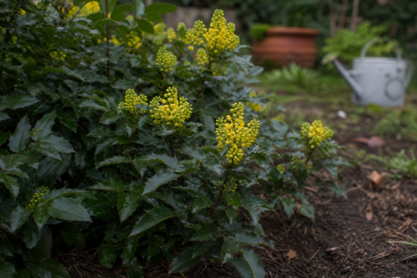 Mahonia (Mahonia aquifolium) – condiții de creștere, plantare și îngrijire
