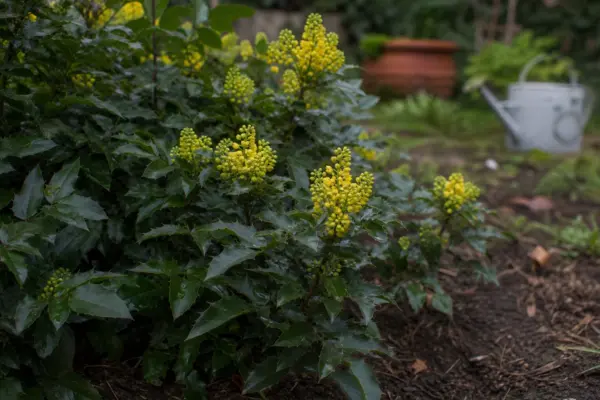 Mahonia (Mahonia aquifolium) – condiții de creștere, plantare și îngrijire