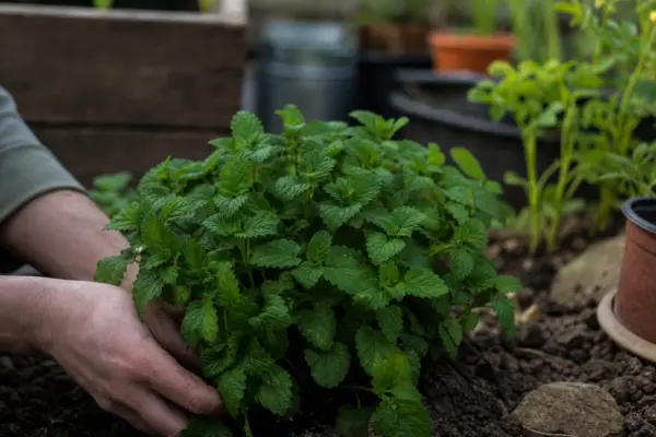 Roiniță (Melissa officinalis) – plantare, îngrijire și greșeli de evitat