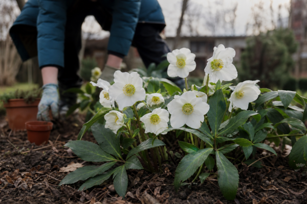 Trandafirul de Crăciun (Helleborus niger) – sfaturi pentru plantare, creștere și întreținere