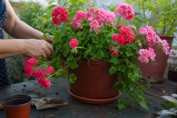 Mușcata curgătoare (Pelargonium peltatum) – plantare, îngrijire și greșeli de evitat