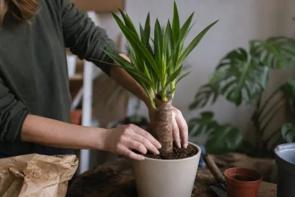 Yucca de apartament (Yucca elephantipes) – condiții de creștere, plantare și îngrijire