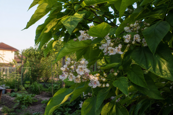 Catalpa bignonioides – ghid complet de cultivare și îngrijire