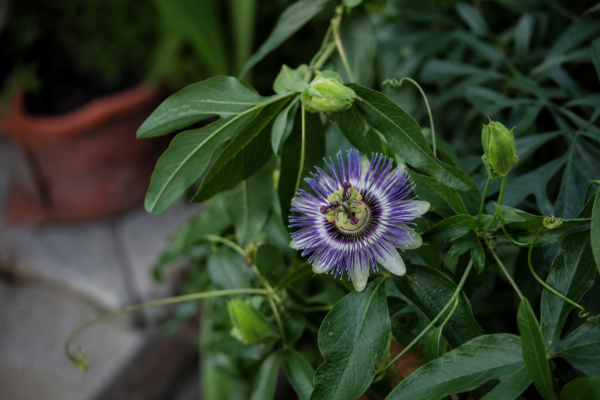 Floarea pasiunii (Passiflora caerulea) – plantare, udare și întreținere