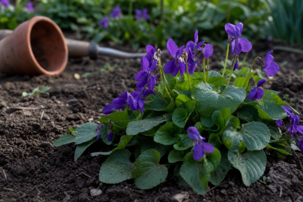 Toporaș (Viola odorata) – ghid complet de cultivare și îngrijire