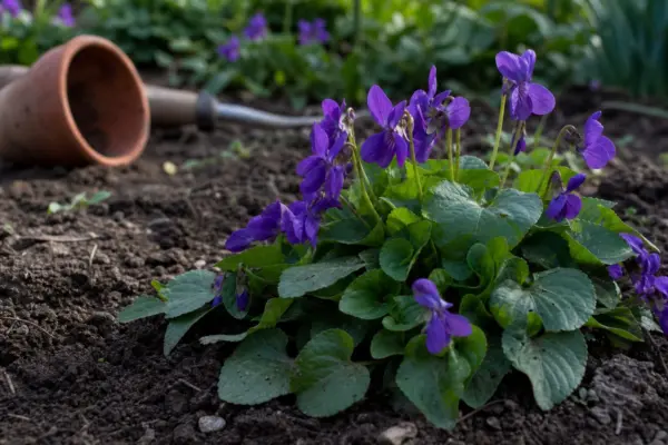 Toporaș (Viola odorata) – ghid complet de cultivare și îngrijire