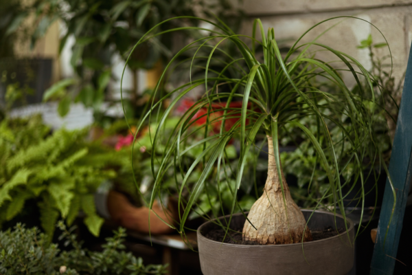 Piciorul elefantului (Beaucarnea recurvata) – condiții de creștere, plantare și îngrijire