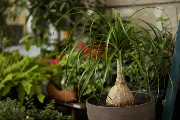 Piciorul elefantului (Beaucarnea recurvata) – condiții de creștere, plantare și îngrijire