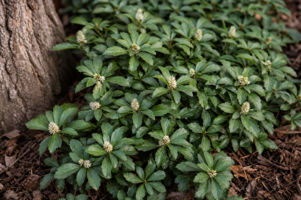 Pachysandra (Pachysandra terminalis): plantare și îngrijire