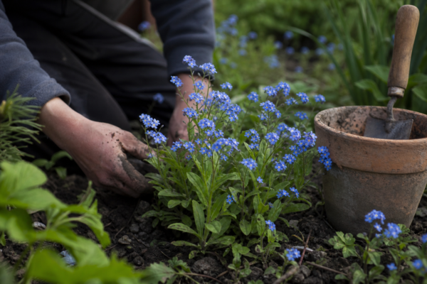 Nu-mă-uita (Myosotis sylvatica) – plantare, udare și întreținere