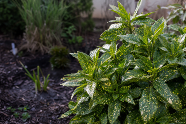 Aucuba (Aucuba japonica) – plantare și îngrijire pas cu pas