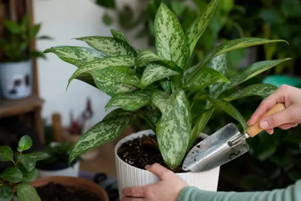 Aglaonema commutatum – plantare, îngrijire și greșeli de evitat