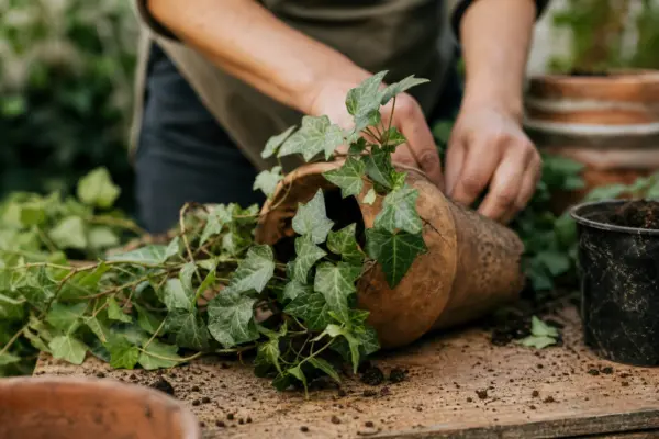 Iedera (Hedera helix) – ghid complet de cultivare și îngrijire