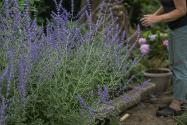 Lavandă rusească (Perovskia atriplicifolia) – sfaturi de plantare și îngrijire