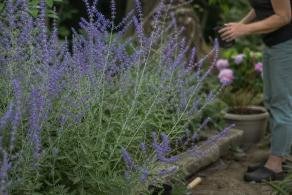 Lavandă rusească (Perovskia atriplicifolia) – sfaturi de plantare și îngrijire