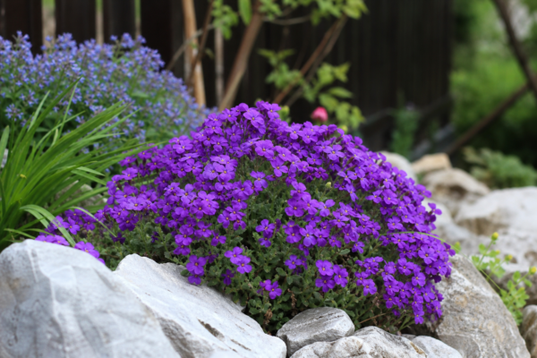 Aubrieta (Aubrieta deltoidea) – ghid complet de cultivare și îngrijire