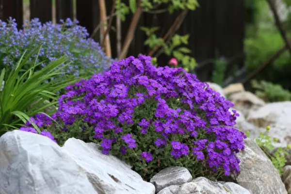 Aubrieta (Aubrieta deltoidea) – ghid complet de cultivare și îngrijire