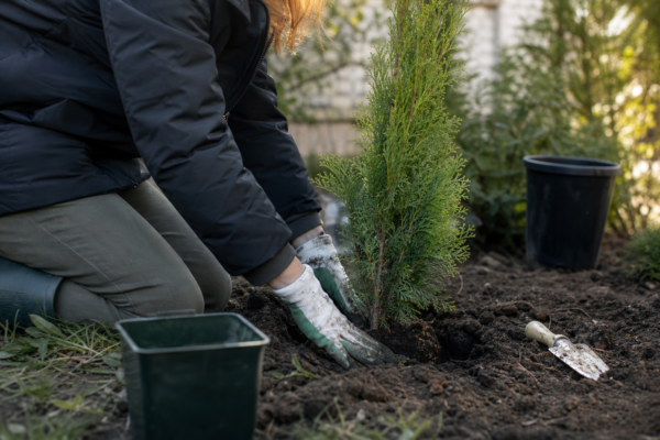 Chiparos de California (Chamaecyparis lawsoniana) – de la plantare la întreținerea de zi cu zi