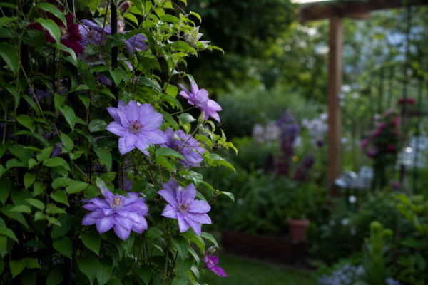 Clematis – de la plantare la întreținerea de zi cu zi